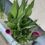 Boho Mit Eigenem Garten Naehe Salzburg Appartement