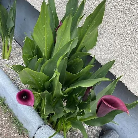Boho Mit Eigenem Garten Naehe Salzburg شقة